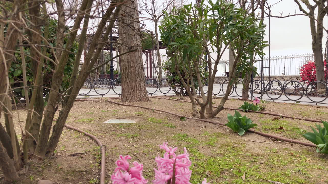 las flores de primavera las flores de primavera