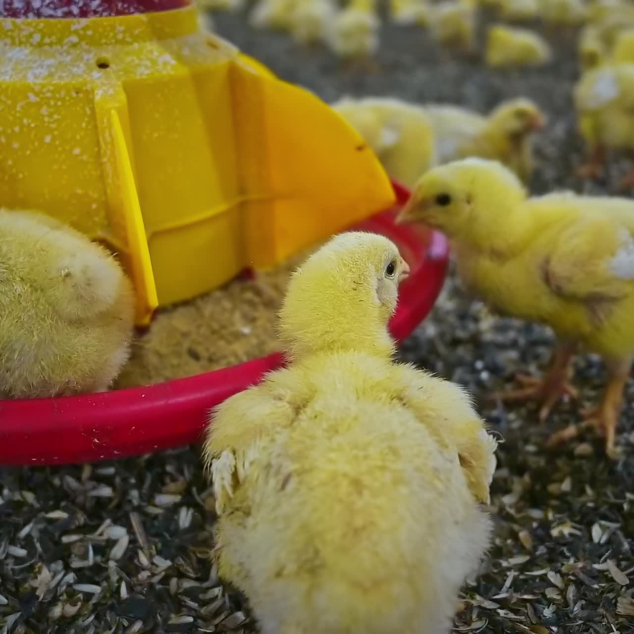 Breeding poultry. Yellow chicks eating compound feed from special feeders. Food production industry. Close-up