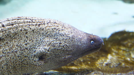 Nahaufnahme-Einer-Muräne-In-Einem-Aquarium-In-Montpellier