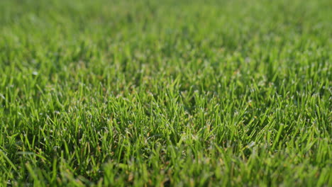 Lush-green-grass-on-the-lawn,-trimmed-evenly.-Slider-shot