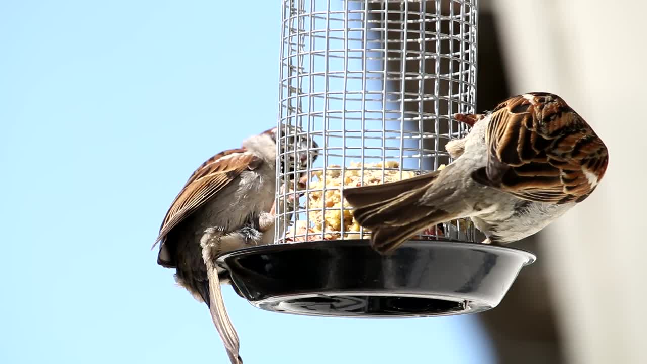 House sparrow in home garden grabing food from feeding cage. Two Eurasian tree sparrow balancing on the feeding cage. Two birds enjoys the cake kept over the cage.