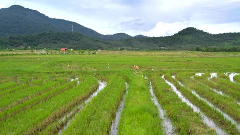 flying over green rice fields in kampung mawar, langkawi, malaysia towards cow standing