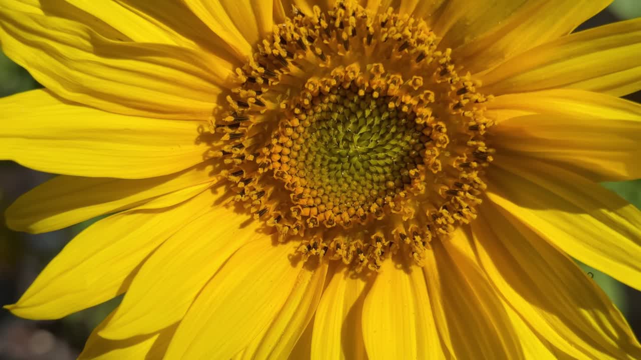 Bright yellow Sunflower in garden