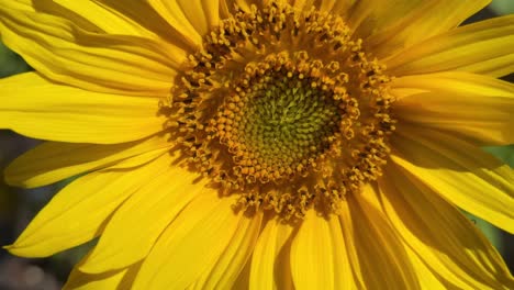 bright yellow sunflower in garden