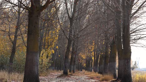 autumn forest with bare trees and some yellow leaves - static shot