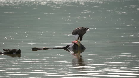 un águila calva desgarrando un pez en una roca en medio de un lago en cámara lenta