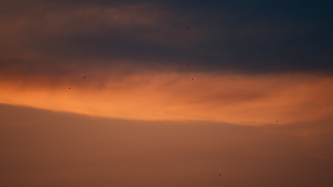 Multiple brids flying in the sunset sky. The scene showcases a blend of warm tones fading into darkness