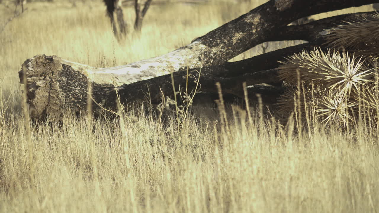 rama rota en el desierto seco de mojave