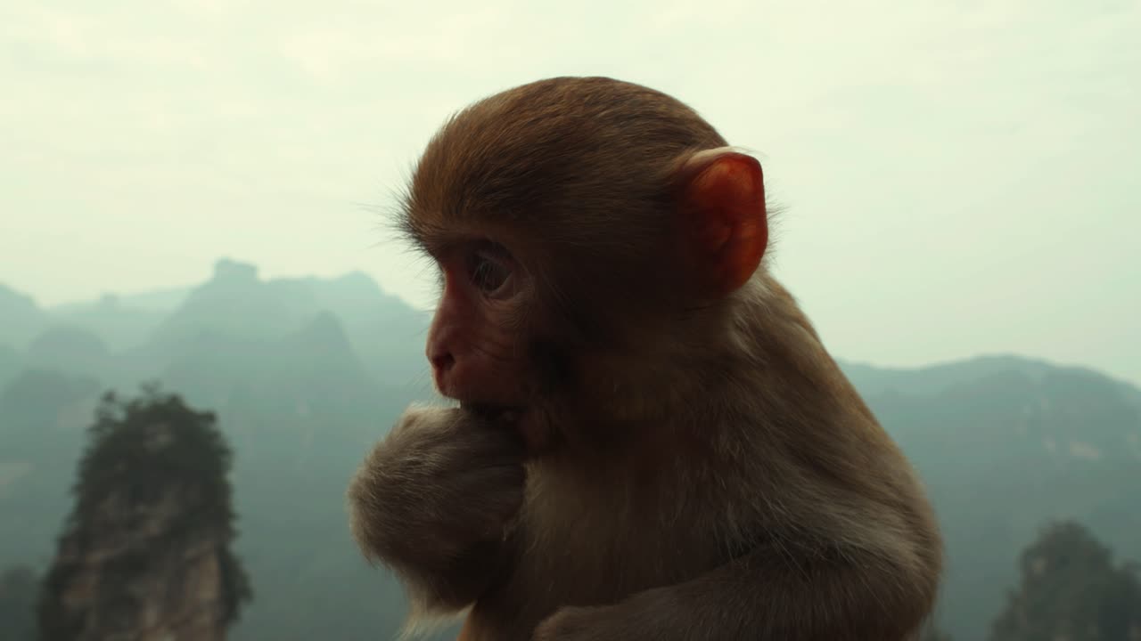 Wild Juvenile Rhesus Macaque Eating Against the Misty Zhangjiajie Peaks