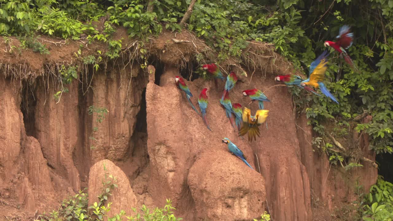 lame la arcilla de chuncho con un magnífico escarlata con guacamayas amarillo-azul volando y posándose comiendo el barro rico en nutrientes