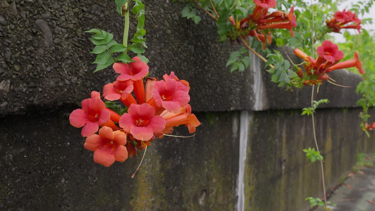 A cluster of bright orange, trumpet-shaped flowers grows over a textured stone wall in a natural setting