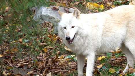 southern rocky mountain gray wolf looks around and is startled