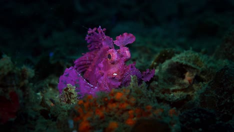 rhinopias frondosa purple weedy scorpionfish with parasite lembeh 4k 25fps