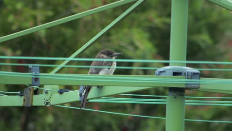 juvenile grey butcherbird perched on hills hoist rotary clothesline in garden, daytime maffra, gippsland, victoria, australia