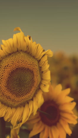 close-up of a vibrant sunflower in a field