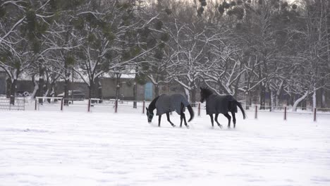 Manada-De-Caballos-Corriendo-En-La-Nieve