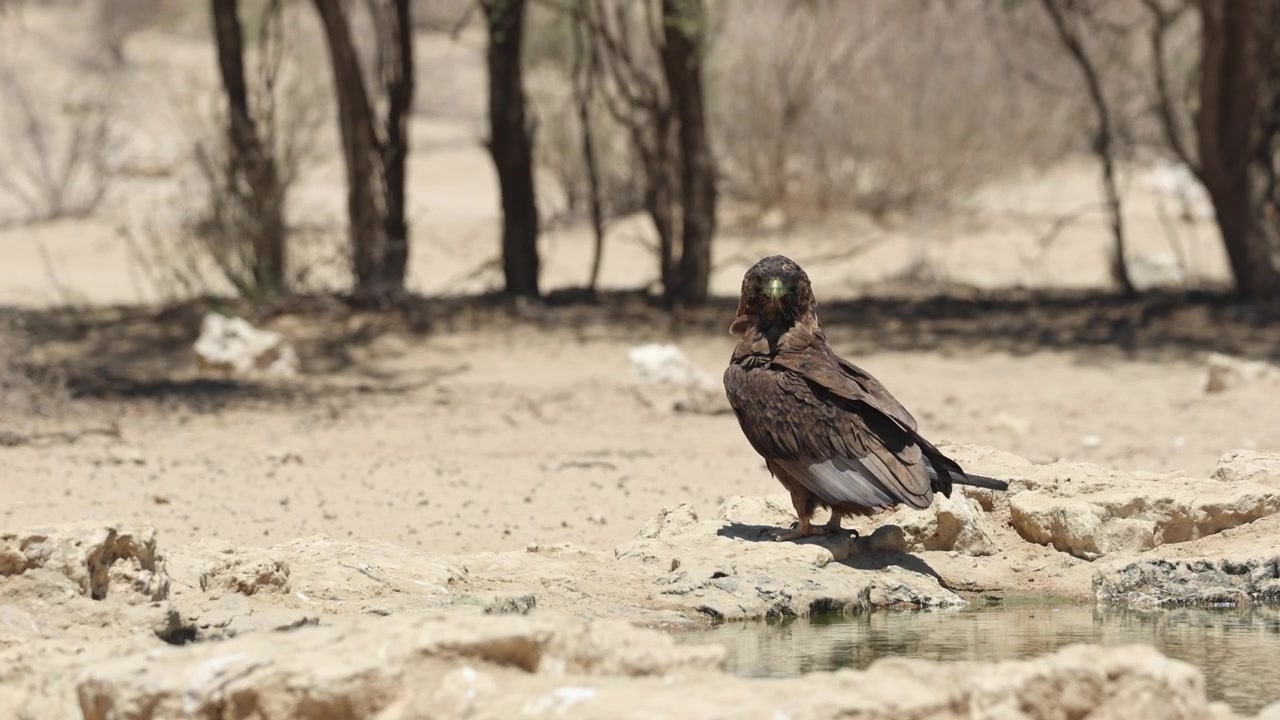 Un'aquila dal becco corto giovanile seduta a terra vicino a una pozza d'acqua, che gira la testa e si guarda intorno nel secco Parco Transfrontaliero Kgalagadi
