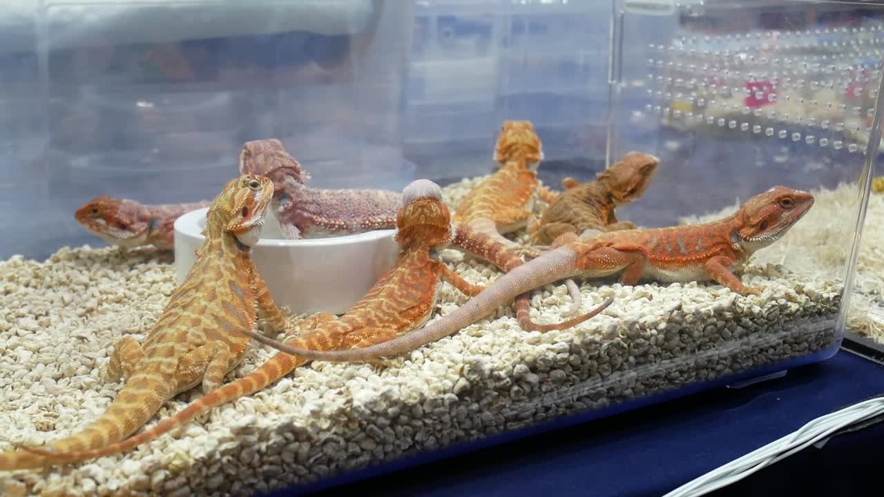 Several geckos of the same species, kept as pets, resting and moving inside their enclosure.