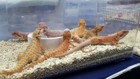 several geckos of the same species, kept as pets, resting and moving inside their enclosure.