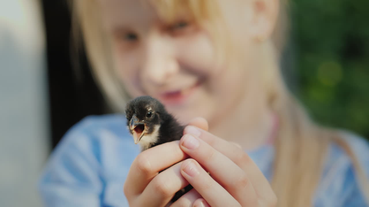 retrato de uma menina segurando uma pequena vida de galinha no conceito de fazenda 4k vídeo