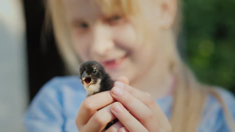 retrato de una niña sosteniendo una pequeña vida de pollo en el video de 4k del concepto de granja