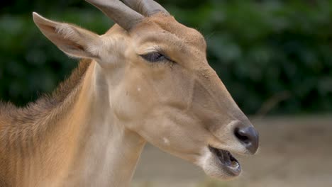 close-up portrait of a feeding common eland standing in the grasslands of africa