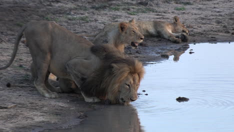 an adult male lion and a cub drinking at a waterhole