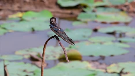 A-small-fast-moving-bird-which-is-found-almost-everywhere-in-the-world,-most-of-the-time-flying-around-to-catch-some-small-insects