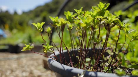 closeup of a green plant on the farmland