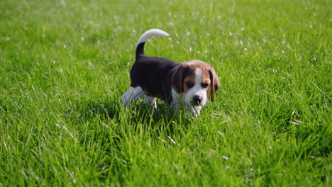 Süßer-Beagle-Welpe,-Der-Auf-Dem-Rasen-Im-Hinterhof-Des-Hauses-Spaziert