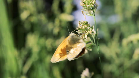 butterfly on a flower