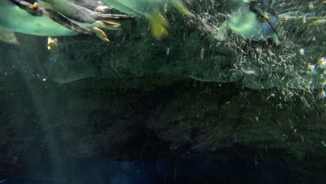 penguins gliding gracefully underwater with bubbles