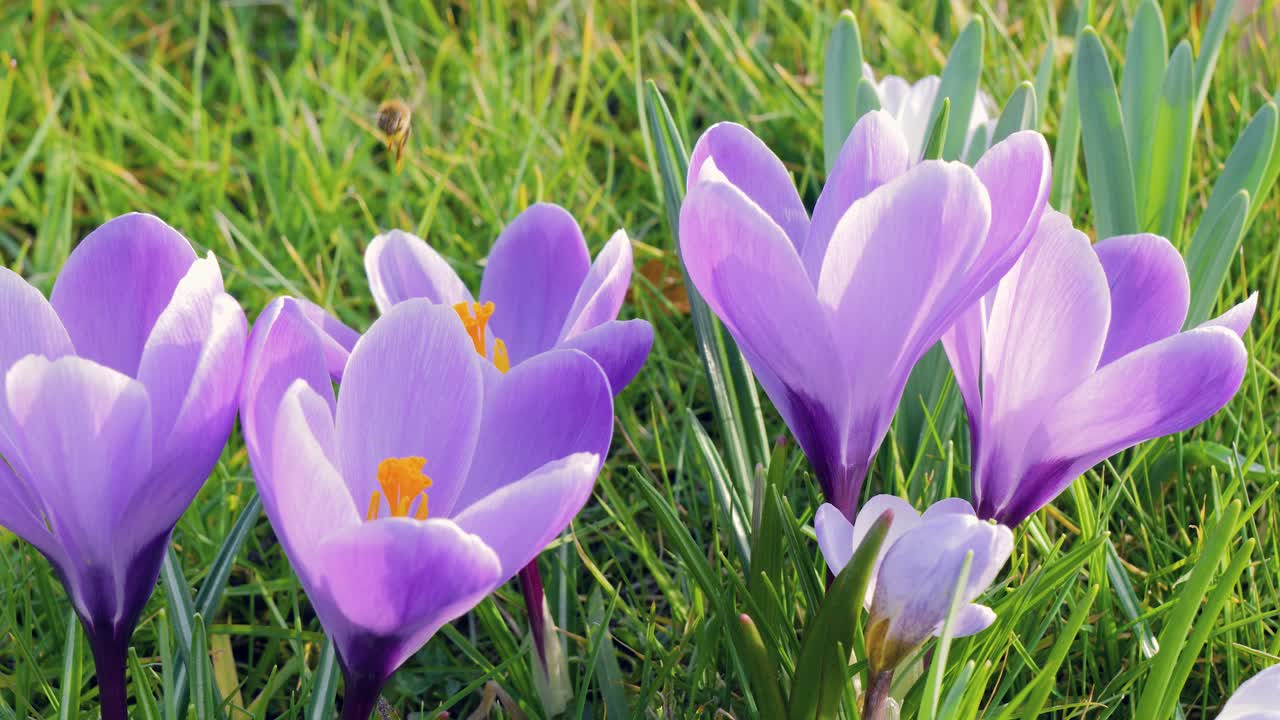Close up of a vibrant crocus blooms scattered across lush green grass under sunlight, embodying spring's natural beauty.