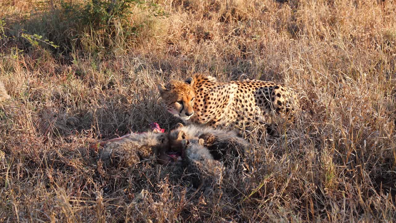 Cheetah mom and cute cubs eat Impala antelope in tall gold grass
