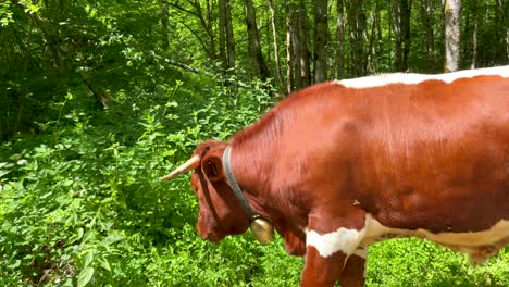 close up of brown white cow grazing in green wilderness of europe during summer - slow motion dolly shot