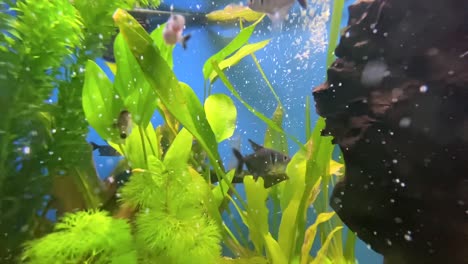 primer plano de un pez tiburón bebé plateado nadando en un acuario con burbujas