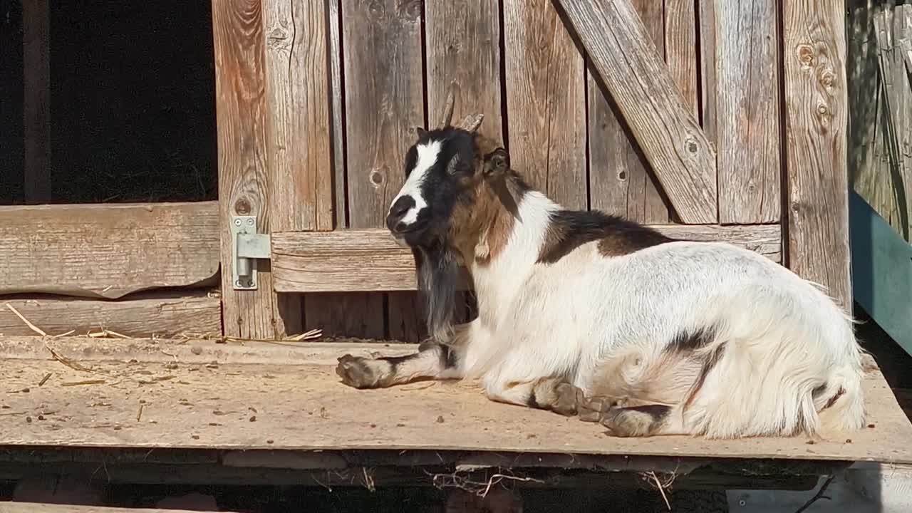 Goat with a broken horn relaxing under the sun on a wood animal house
