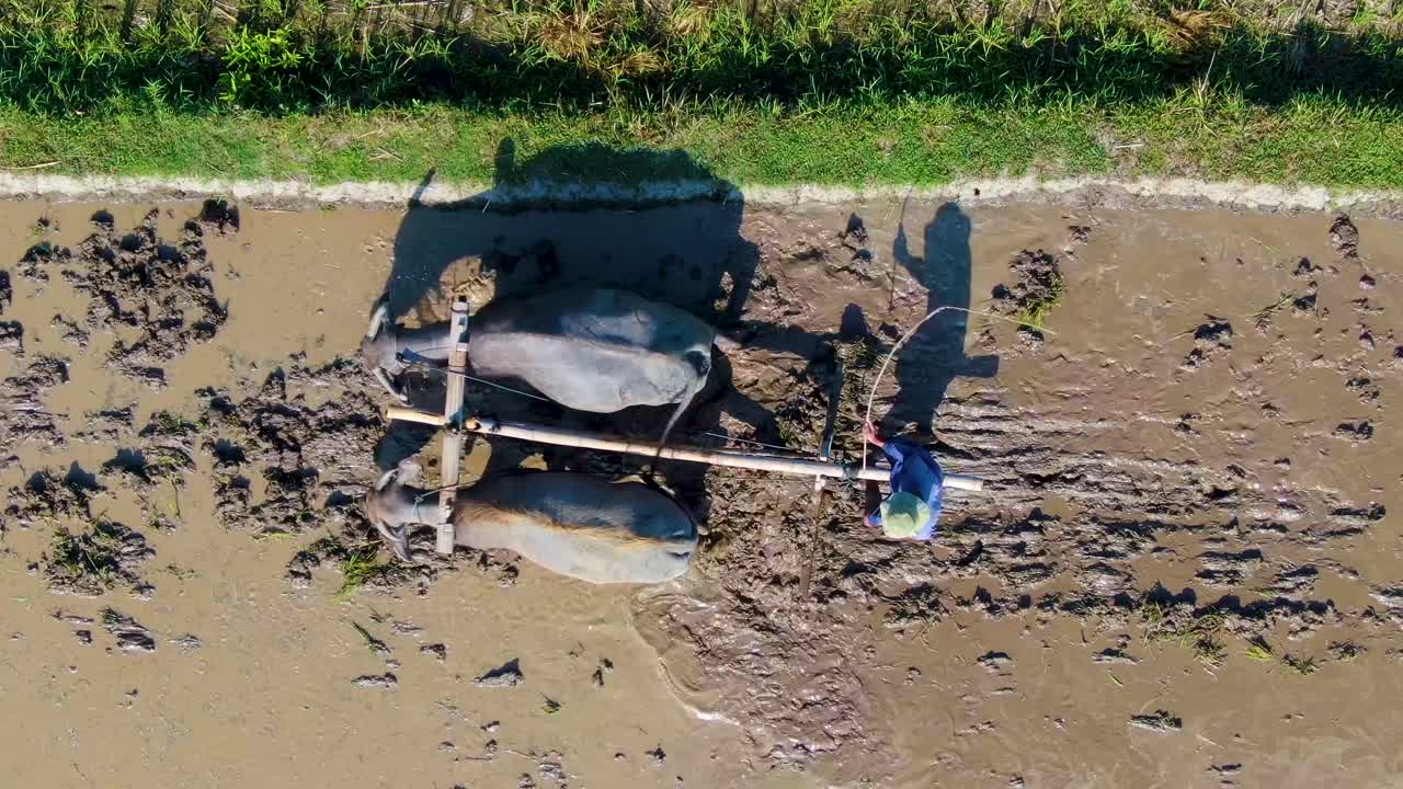 자바의 전통 농업 농부, 에서 소 을 사용하는 농부, 위쪽 전망