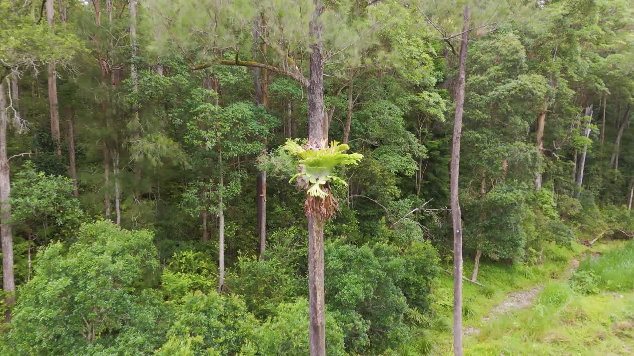 Epiphyte ferns thrive in a vibrant forest