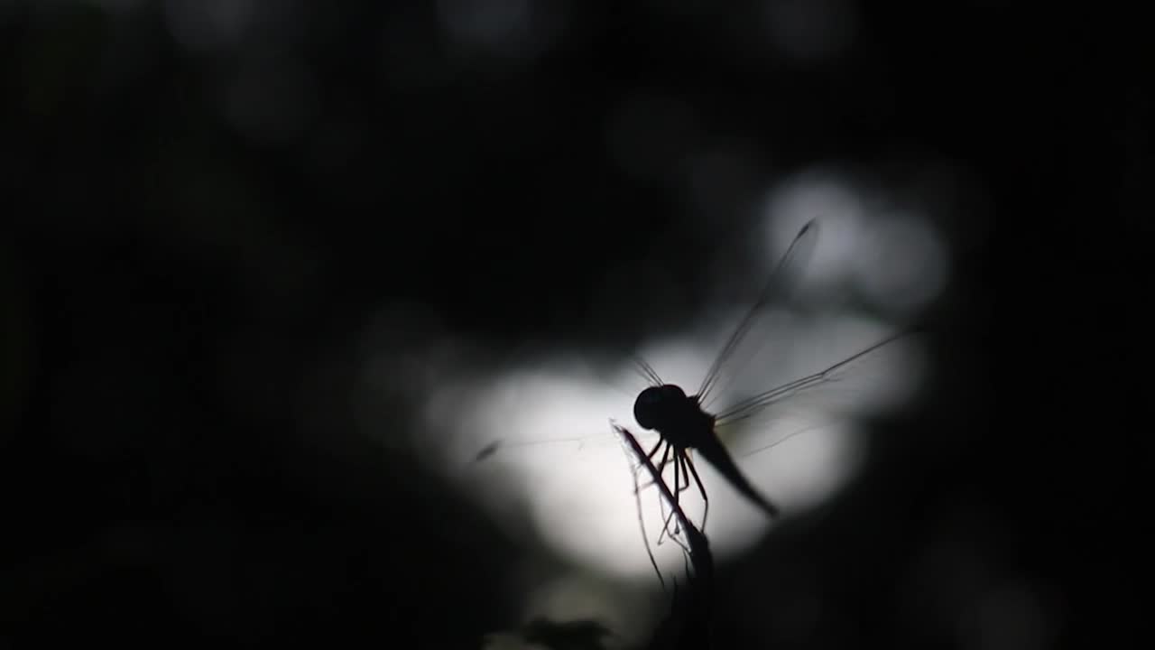 잠자리의 실루엣, 날개의 세부 사항을 보여주는 아름다운 백라이트