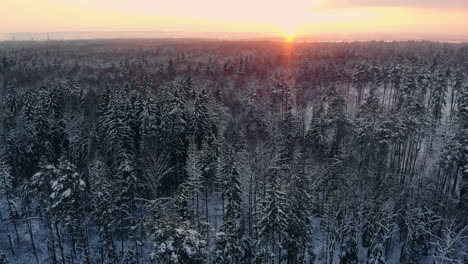 Vídeo-De-Drones-De-Un-Bosque-En-La-Laponia-Finlandesa,-Sobre-El-Círculo-Polar-ártico-En-Invierno