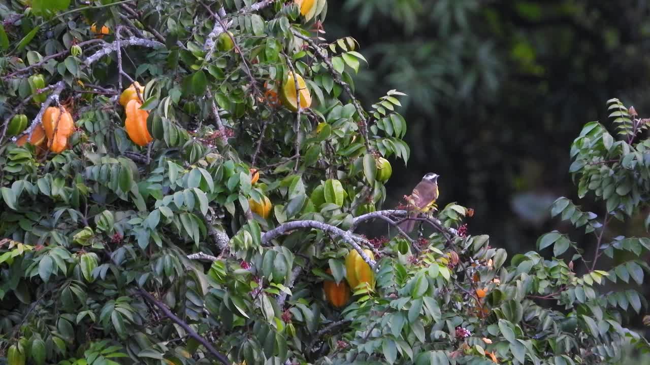콜롬비아 리사랄다에 있는 로스 네바도스 국립공원 (los nevados national park) 에서 발사된 작은 키스카디 (lesser kiskadee)