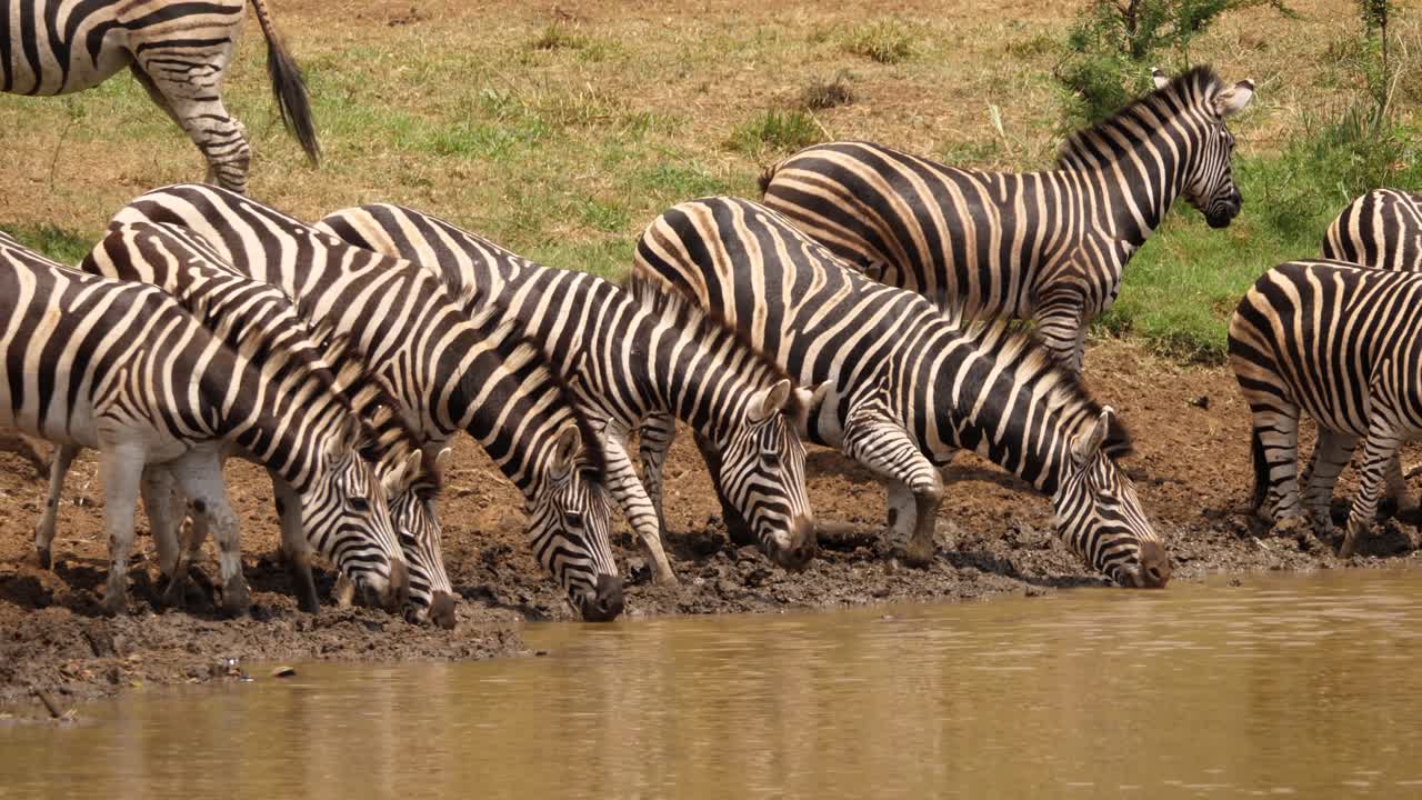 Gruppo di zebre si riunisce presso uno stagno soleggiato e fangoso per abbeverarsi