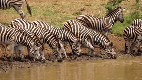 Group-of-Zebras-gather-at-sunny,-muddy-pond-for-a-drink-of-water