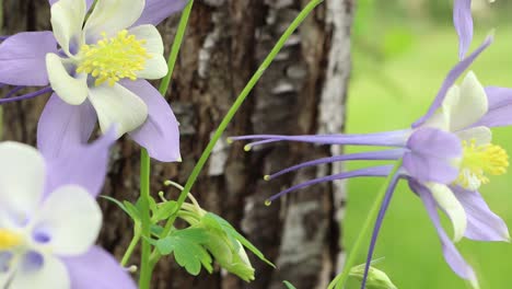 Delicate-Rocky-Mountain-Columbines-in-the-Colorado-environment