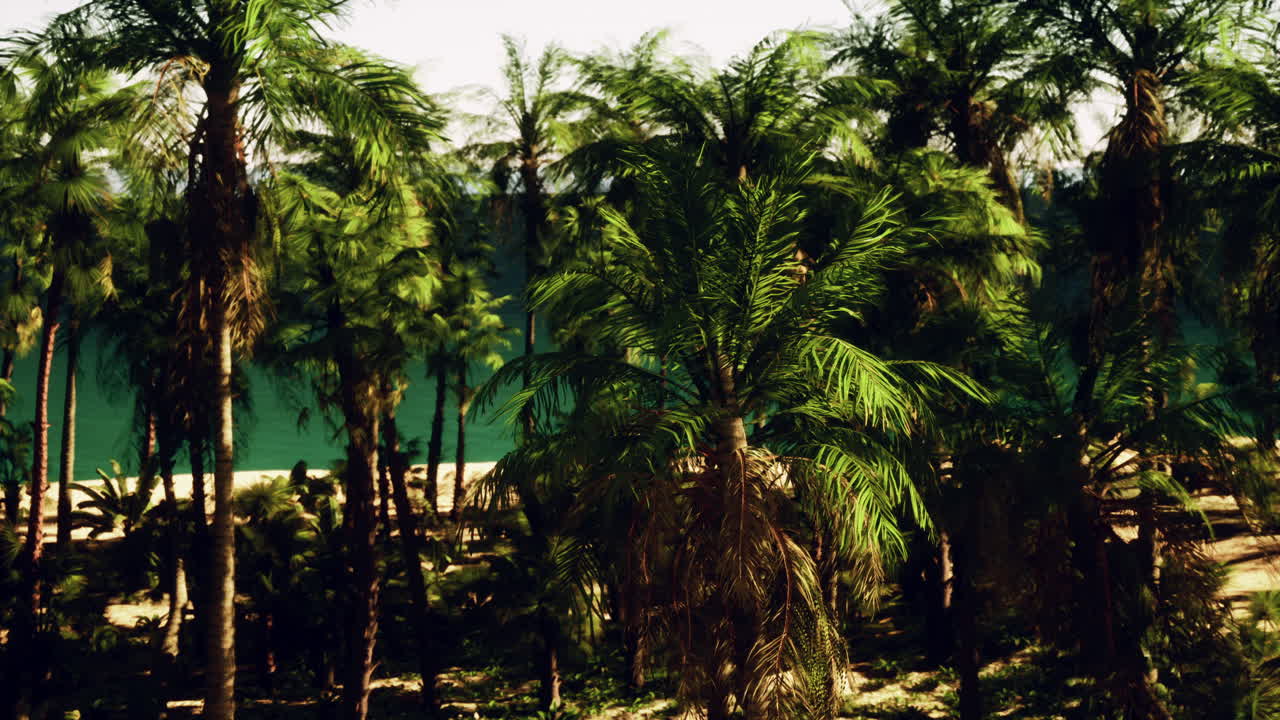 playa tropical con palmeras