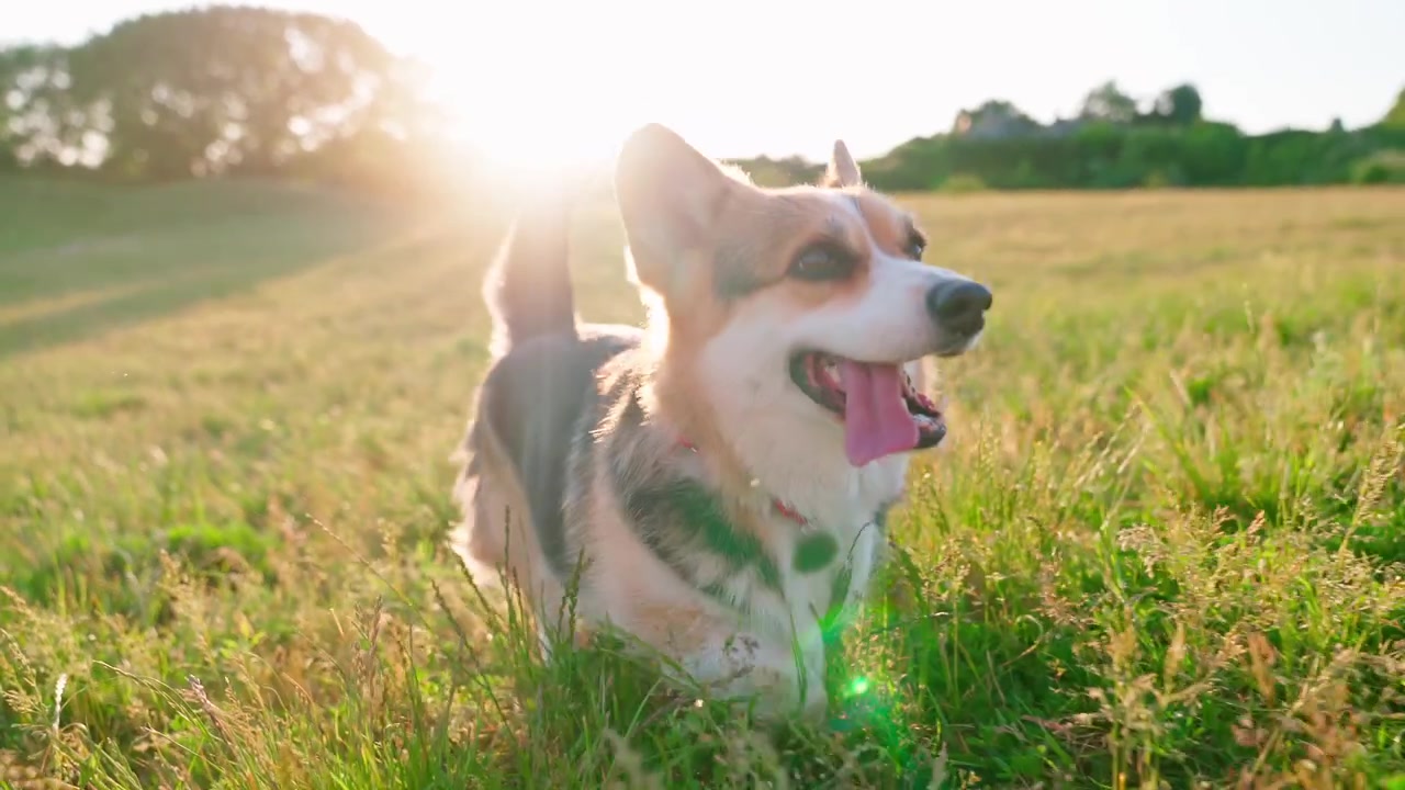 Happy Corgi Dog Walking in a Sunny Green Field