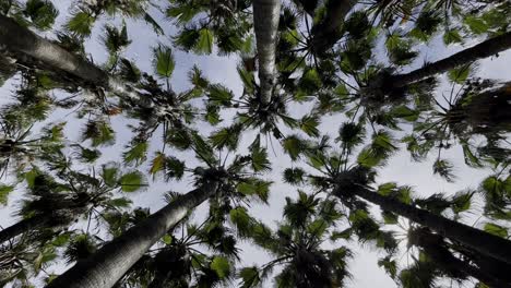 Viele-Schöne-Große-Palmen-Vor-Blauem-Himmel-In-Der-Nähe-Von-Malaga