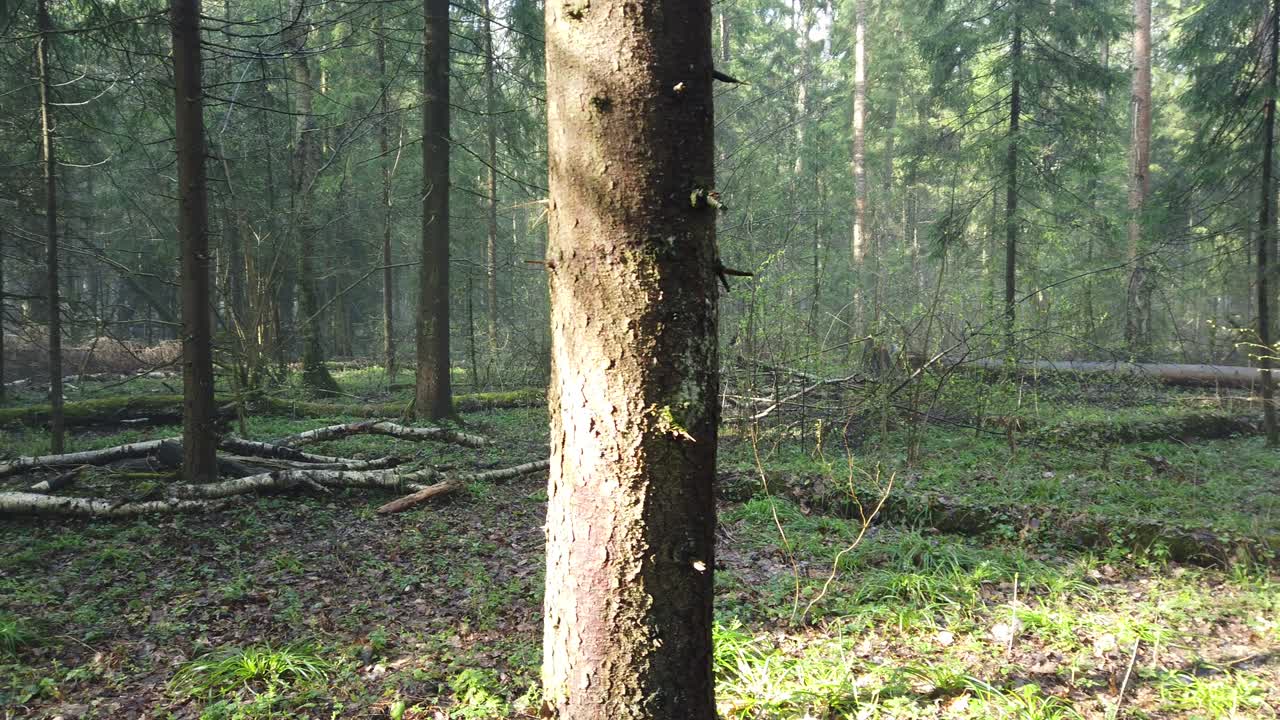 초록색 모스와 아름다운 빛, 안개 같은 증기와 비가 내리는 아름다운 신비로운 숲.