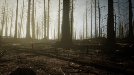 Burned-forest-in-the-mountains